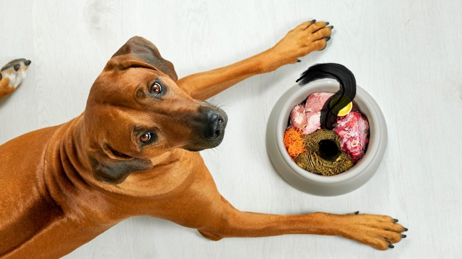 A importância de uma alimentação adequada para cães: a origem alimentar e a ciência por trás da dieta ideal