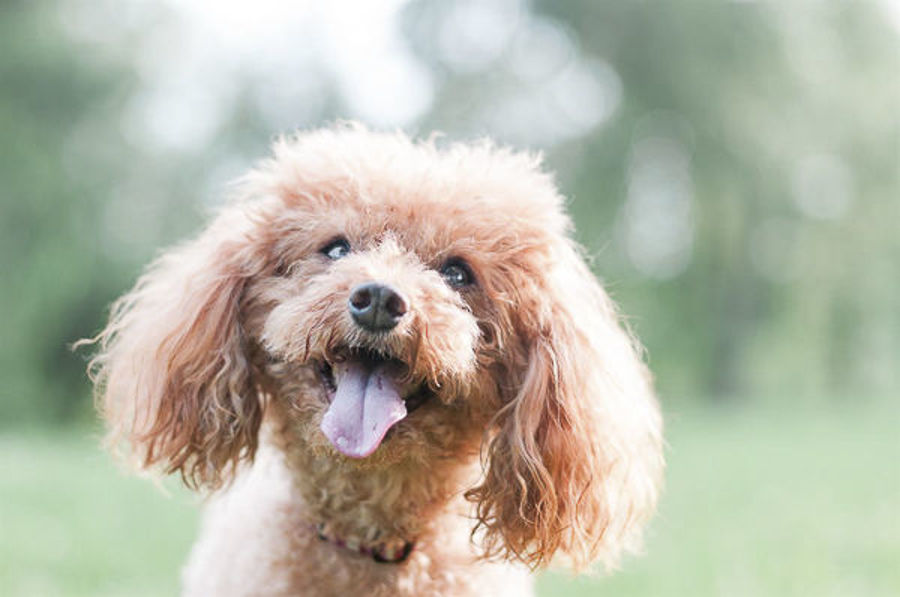 Melhore a qualidade da alimentação do seu pet com nosso produto em pó natural!