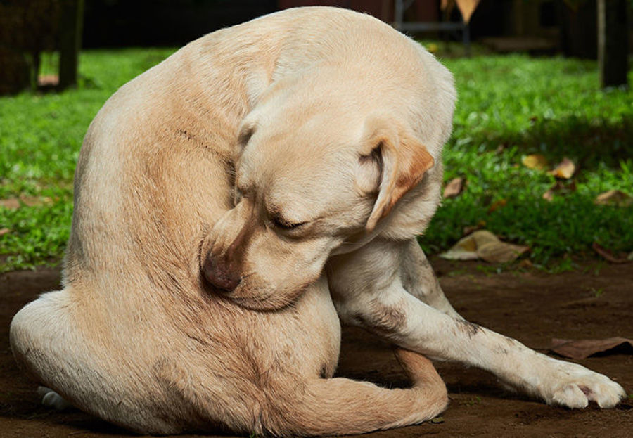 O que é a Alergia Alimentar em Animais?