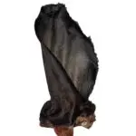 Orelha Bovina -Xô Bafão