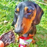 Snack de Figado 60g -O Chocolate Pet - Imagem 4