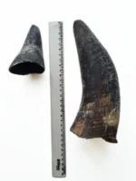 Chifre Bovino Mini -Até 8cm -CALMING CHEWS - Imagem 3