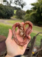 Vergalho Bovino 25cm P - CALMING CHEWS - Imagem 2