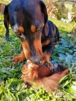 Orelha Bovina 3 un - CALMING CHEWS - Imagem 4