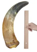 Chifre Bovino XGG+38cm - CALMING CHEWS - Imagem 2