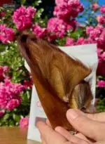 Orelha Bovina 3 un - CALMING CHEWS - Imagem 2