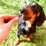 Snack Baço 30g - Palitinho Pet Gourmet - Imagem 6