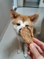 Bexiga Suína 5 un - PERFECT PORK - Imagem 5