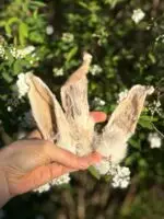 Orelhas de Coelho 5 un - COELHO - Imagem 2