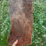 Couro Bovino 100% Natural para Cachorro Médio e Grande Porte 1un