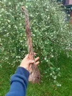 Trança de Couro Bovino 100% Natural para Cachorro Médio e Grande Porte 1un - Imagem 3